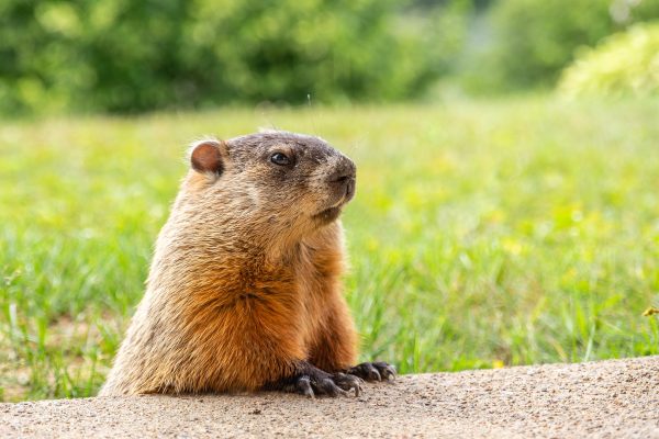 Groundhog Day: The “cubicle cycle” conundrum